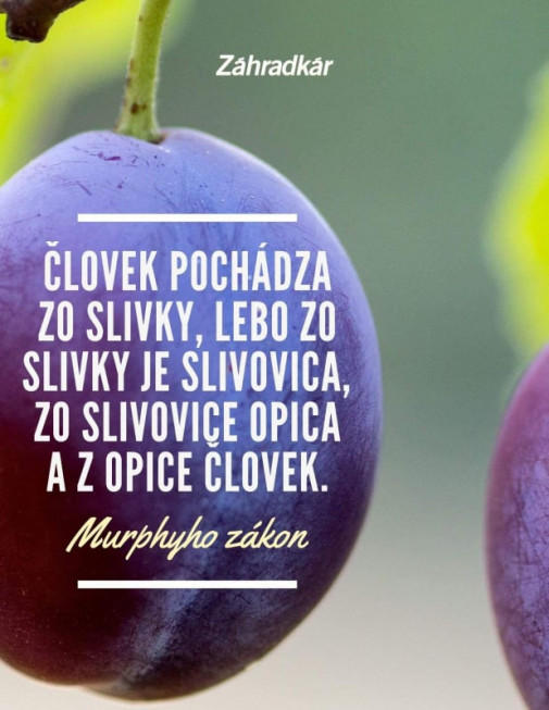 Zo slivky