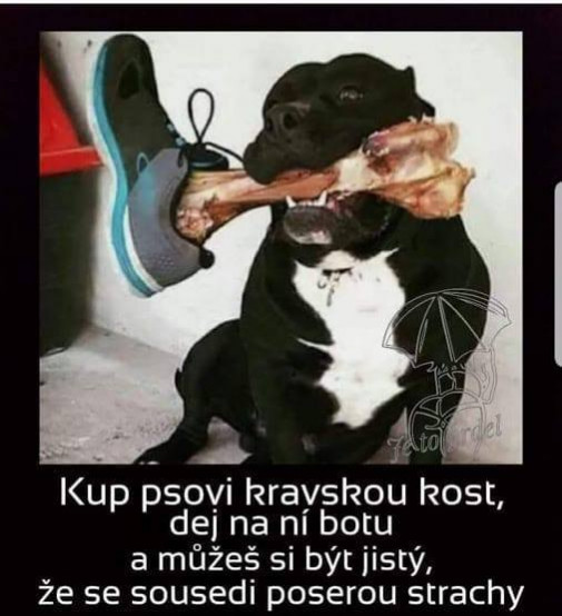 Psovi