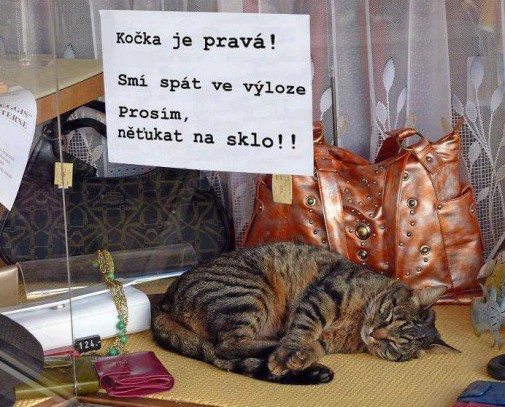 Mačka