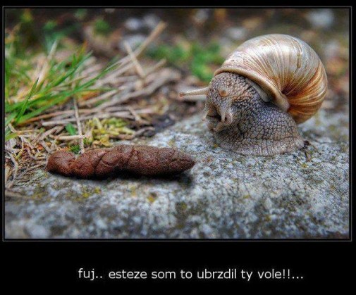 Esteze