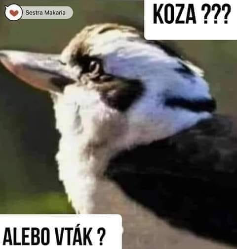 Koza alebo?