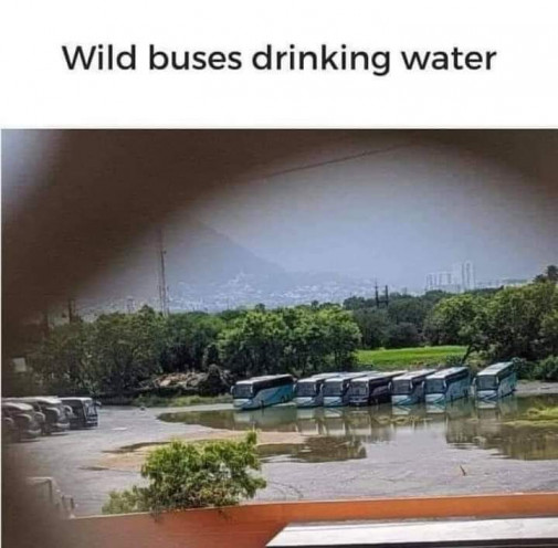 Pijú