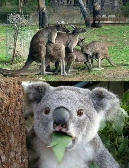 V Austrálii